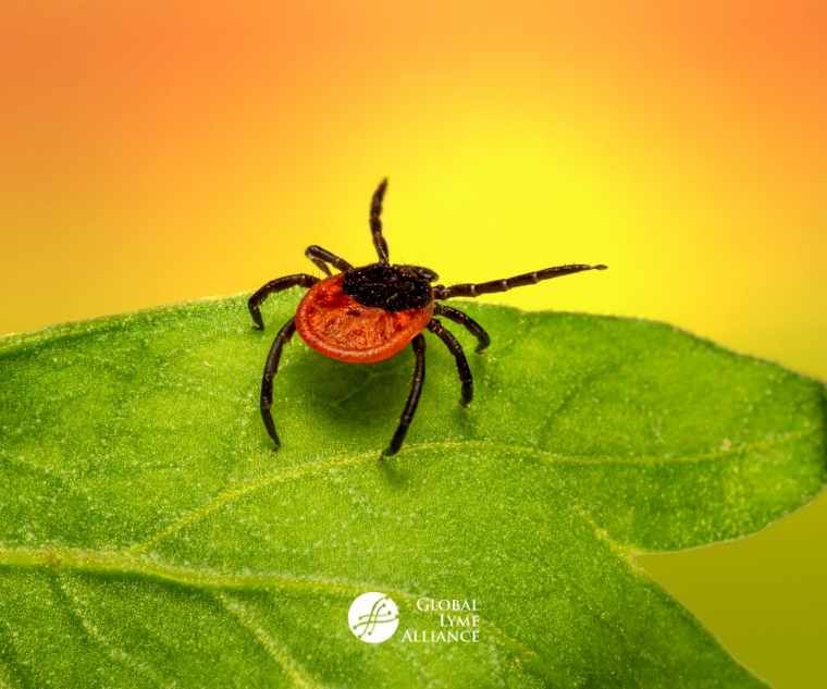 Is it Lyme or a Co-infection? Knowing the Difference Can Make a Difference